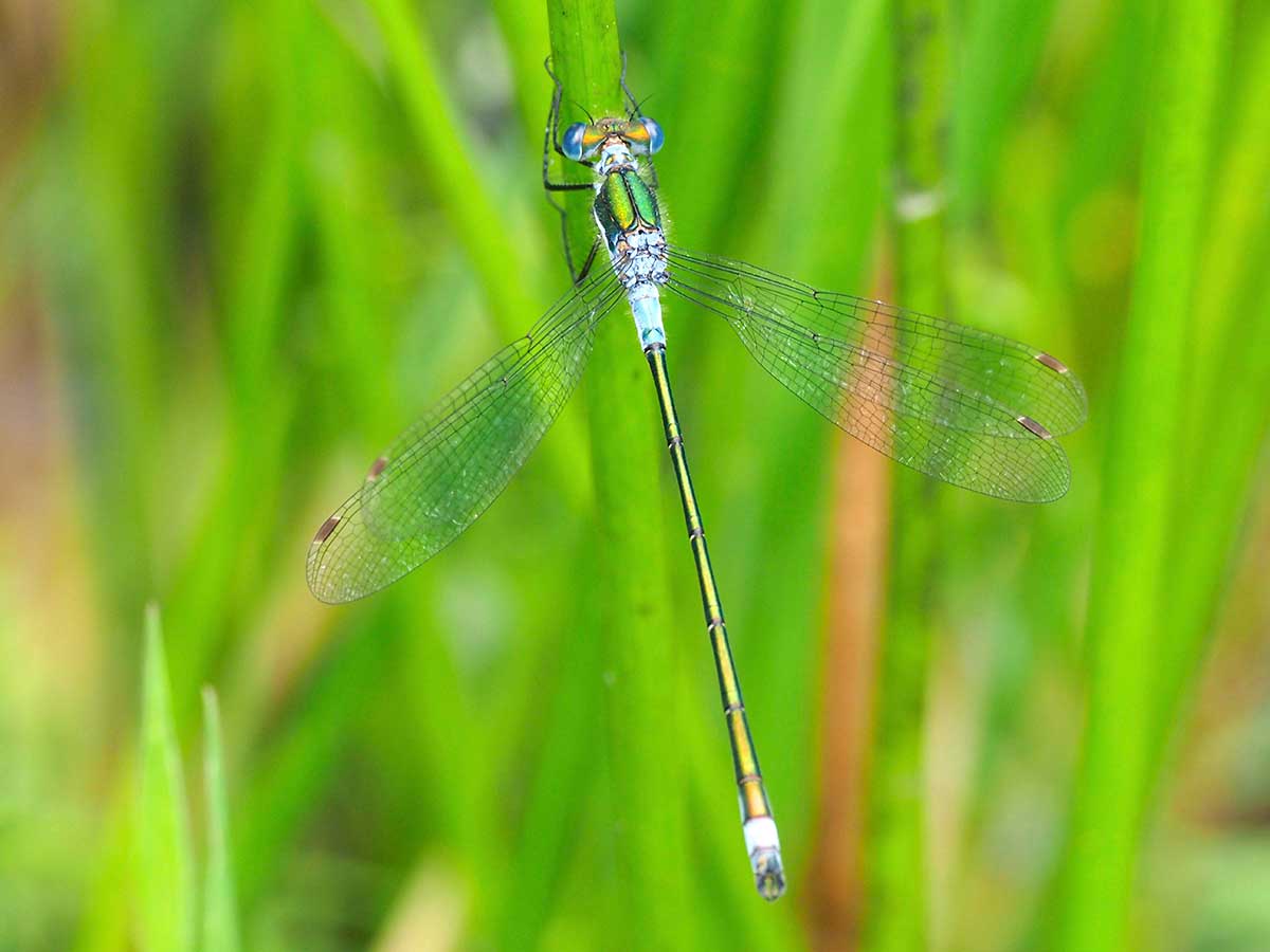Lestes_sponsa